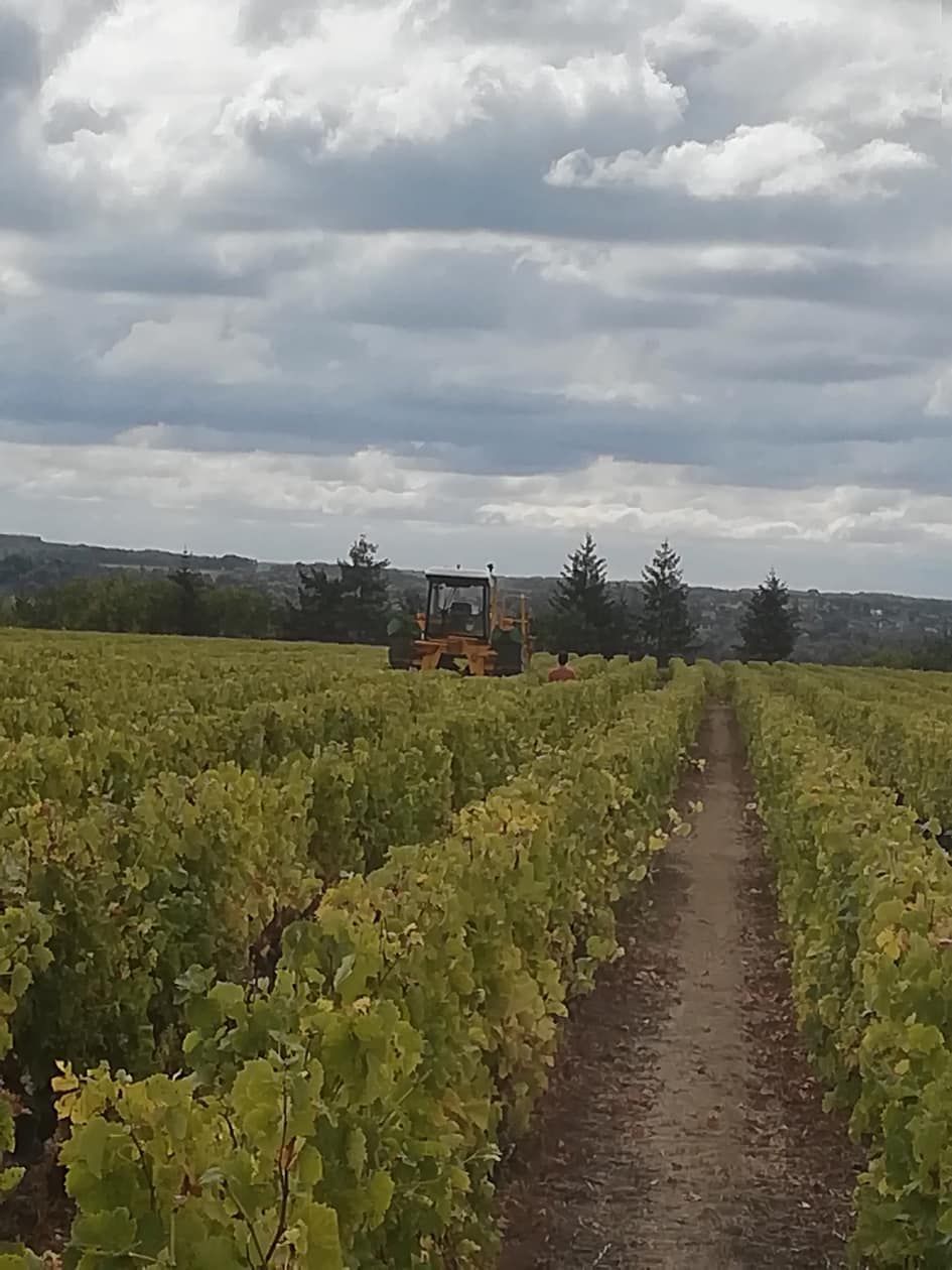 Machine à vendanger dans les vignes