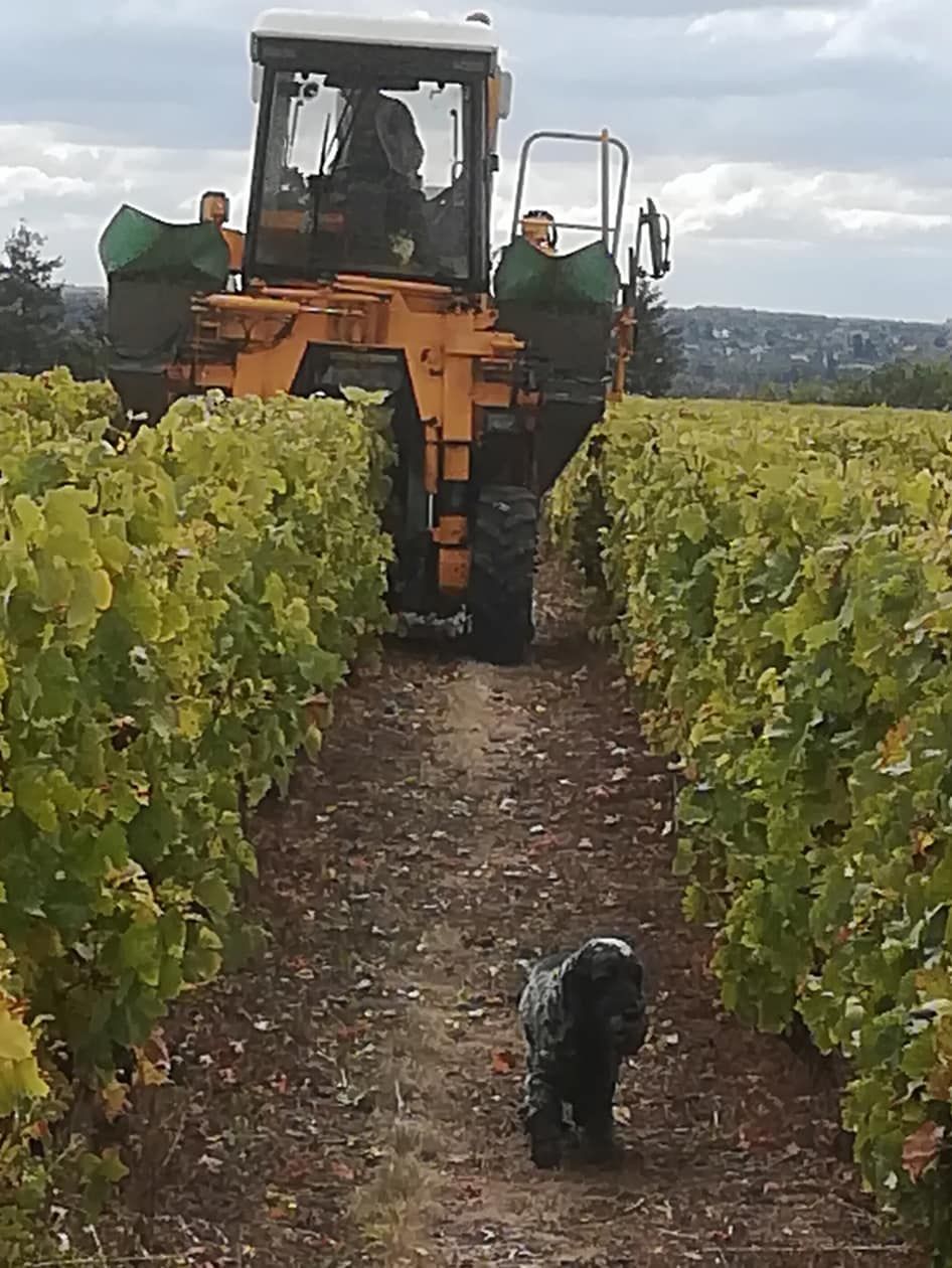 Le chien du domaine et machine à vendanger dans les vignes