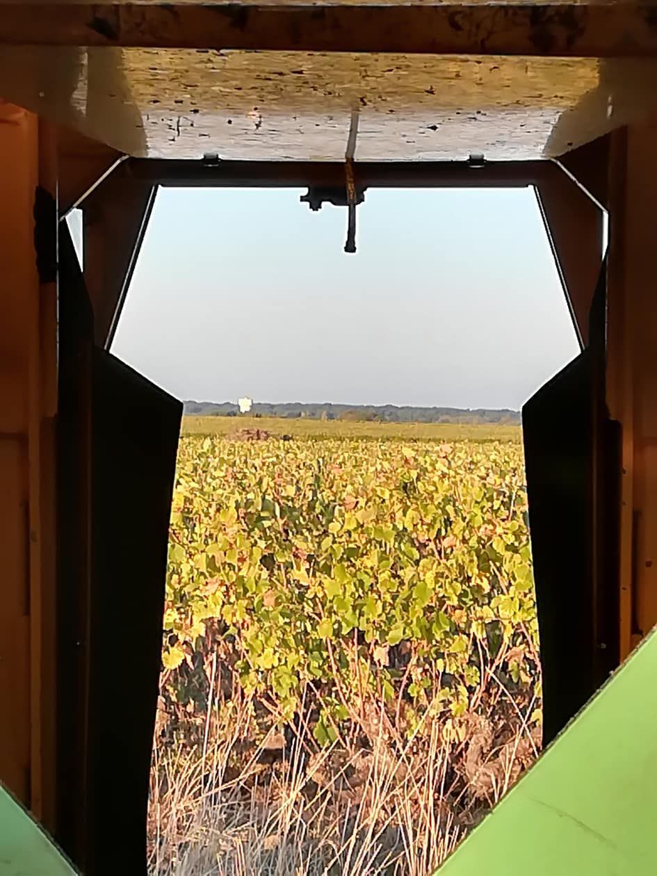 Gros plan sur les vignes depuis l'arrière de la machine à vendanger