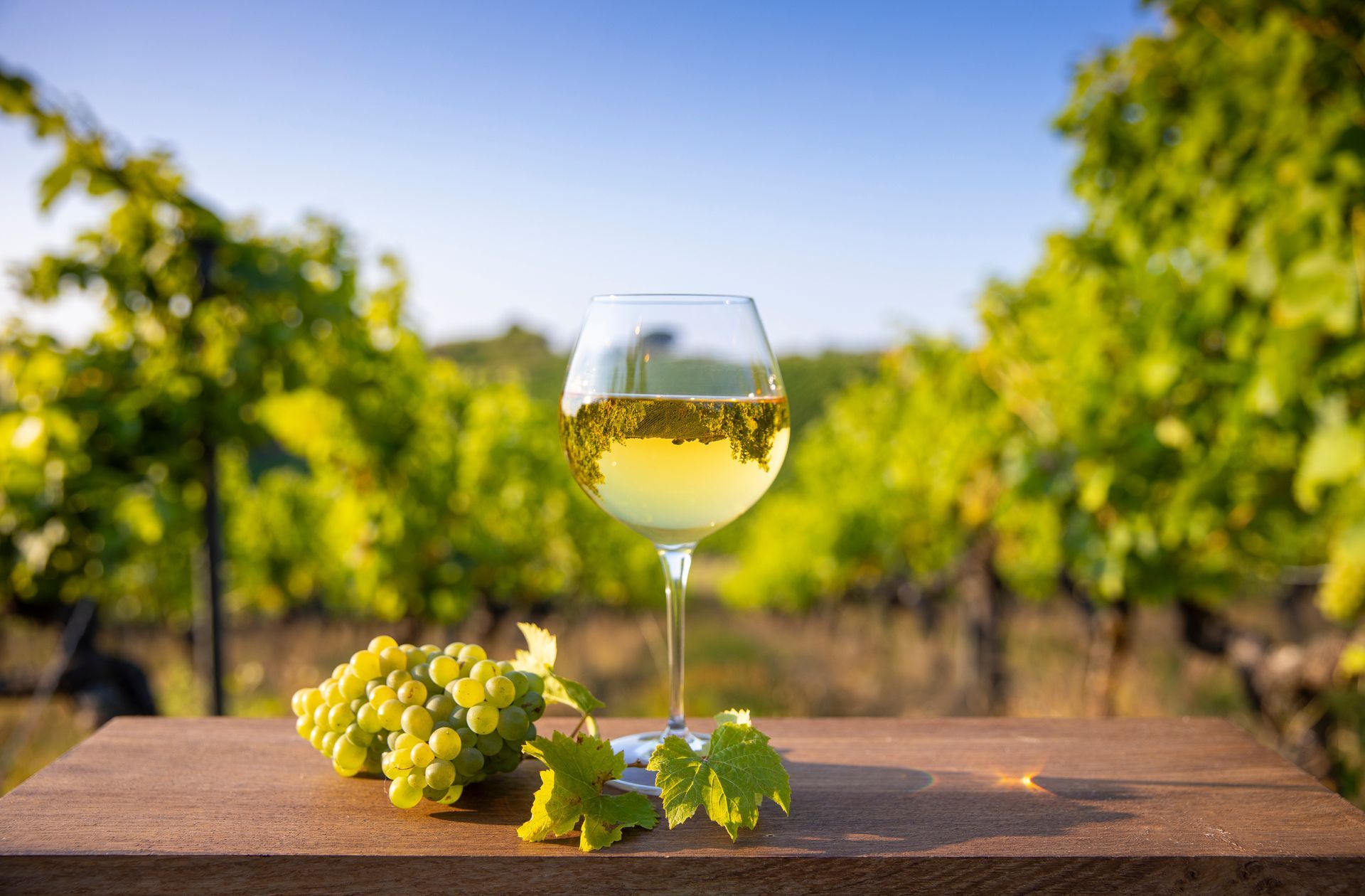 Verre ballon avec vin blanc, vignes et grappes de raisin