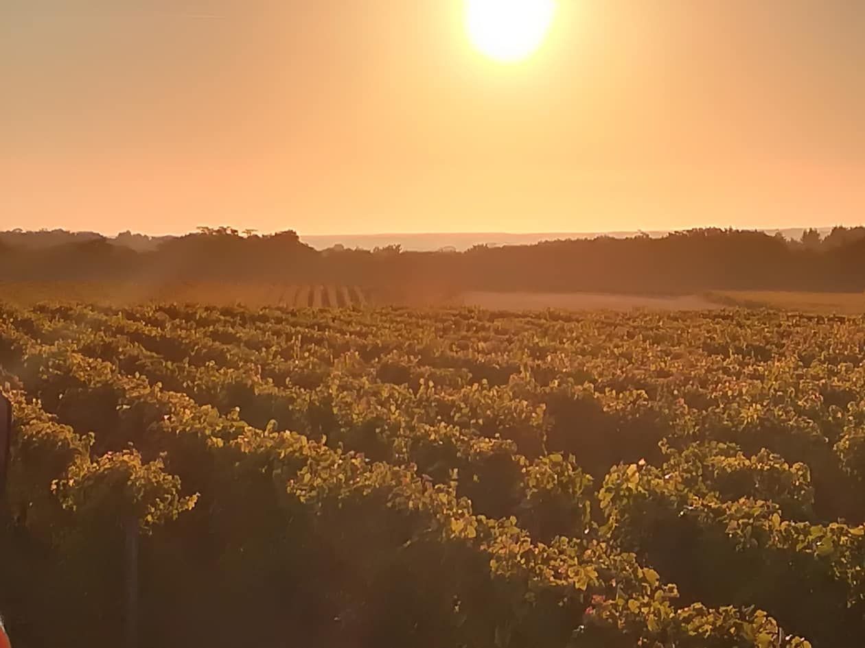 Coucher du soleil, vignes et champs