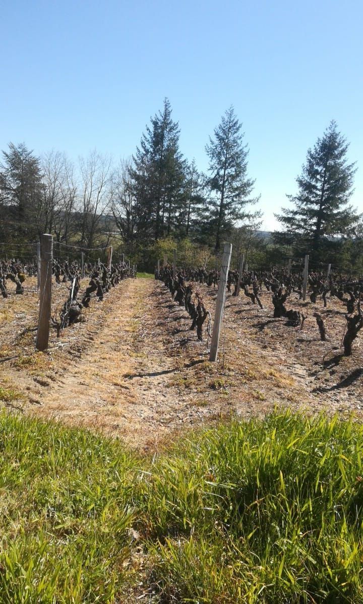 Pieds de vignes, pelouse et sapins