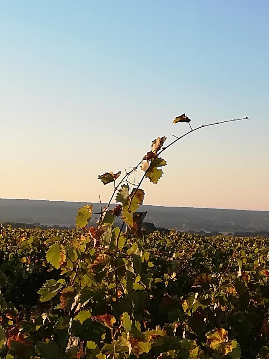 Branche de vigne