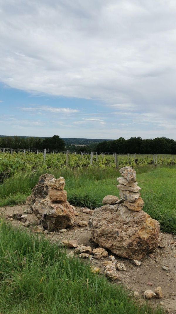 Vignes et pierres calcaires