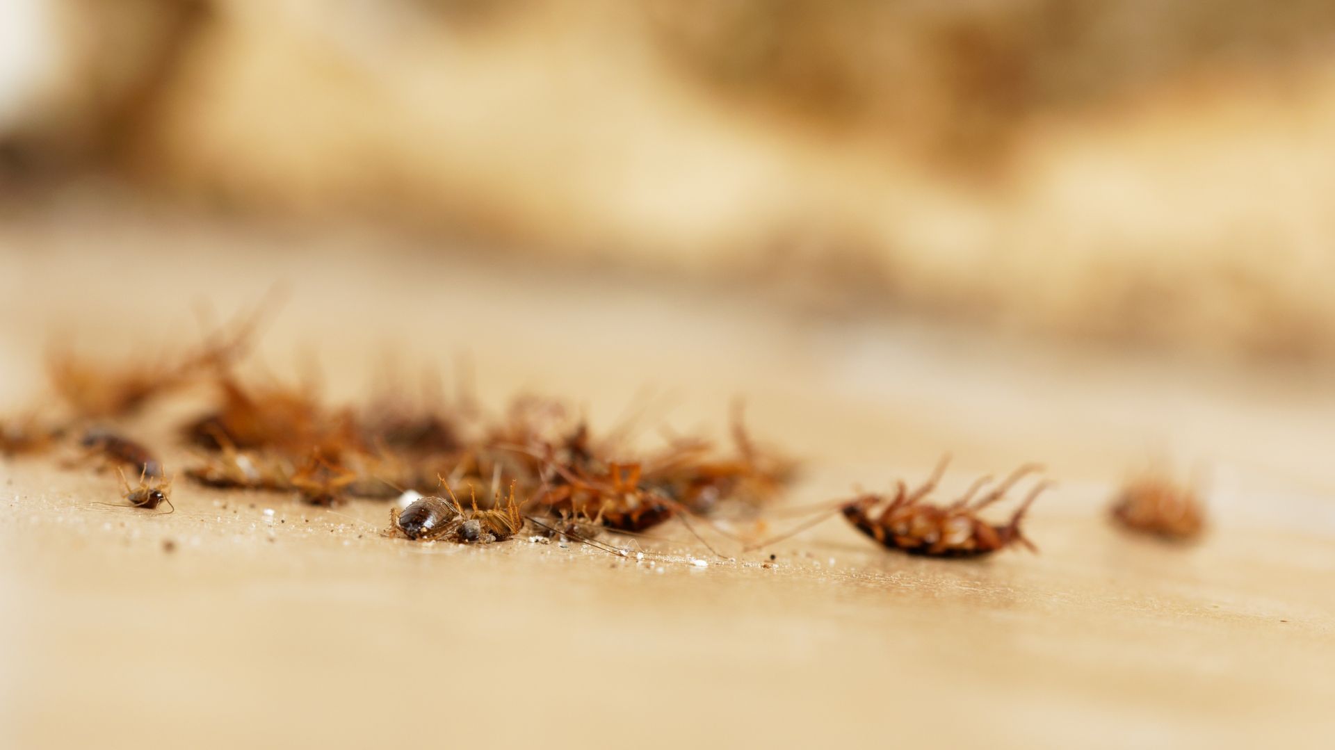 Blattes mortes sur une surface claire, signe d'infestation. Insectes et débris bruns.