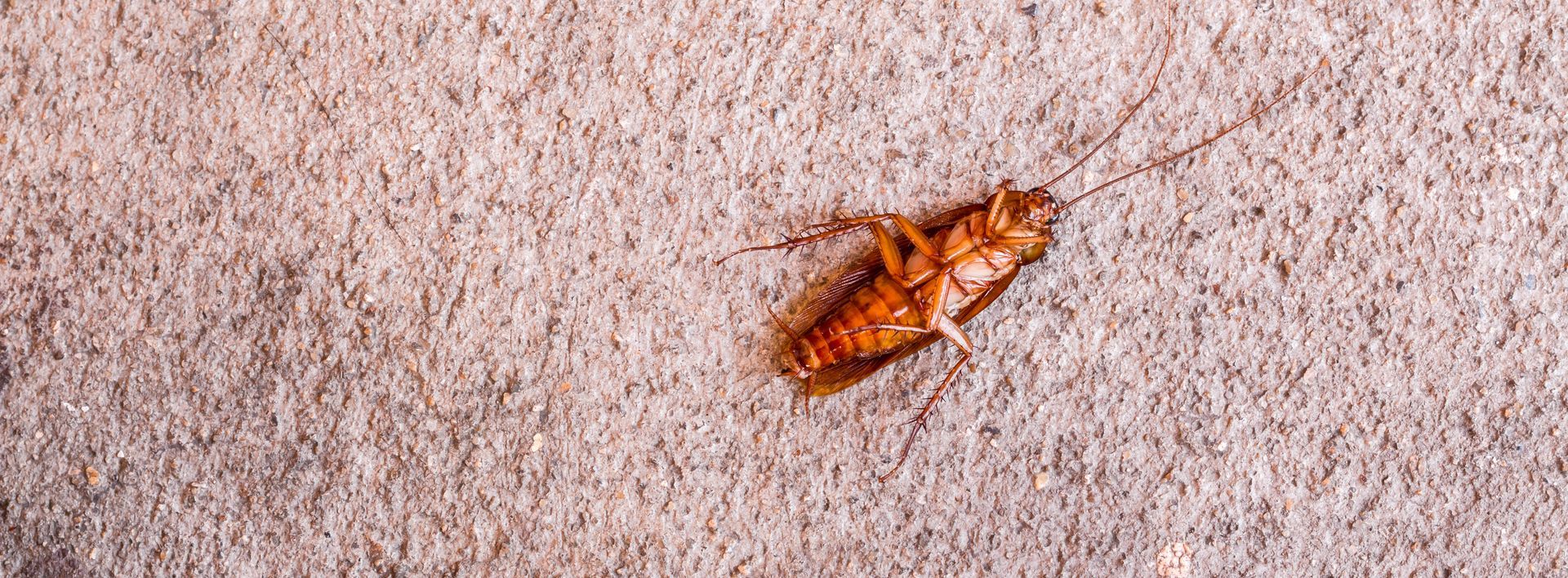 Un cafard sur une surface texturée blanc cassé. L'insecte est brun, ses antennes sont visibles.