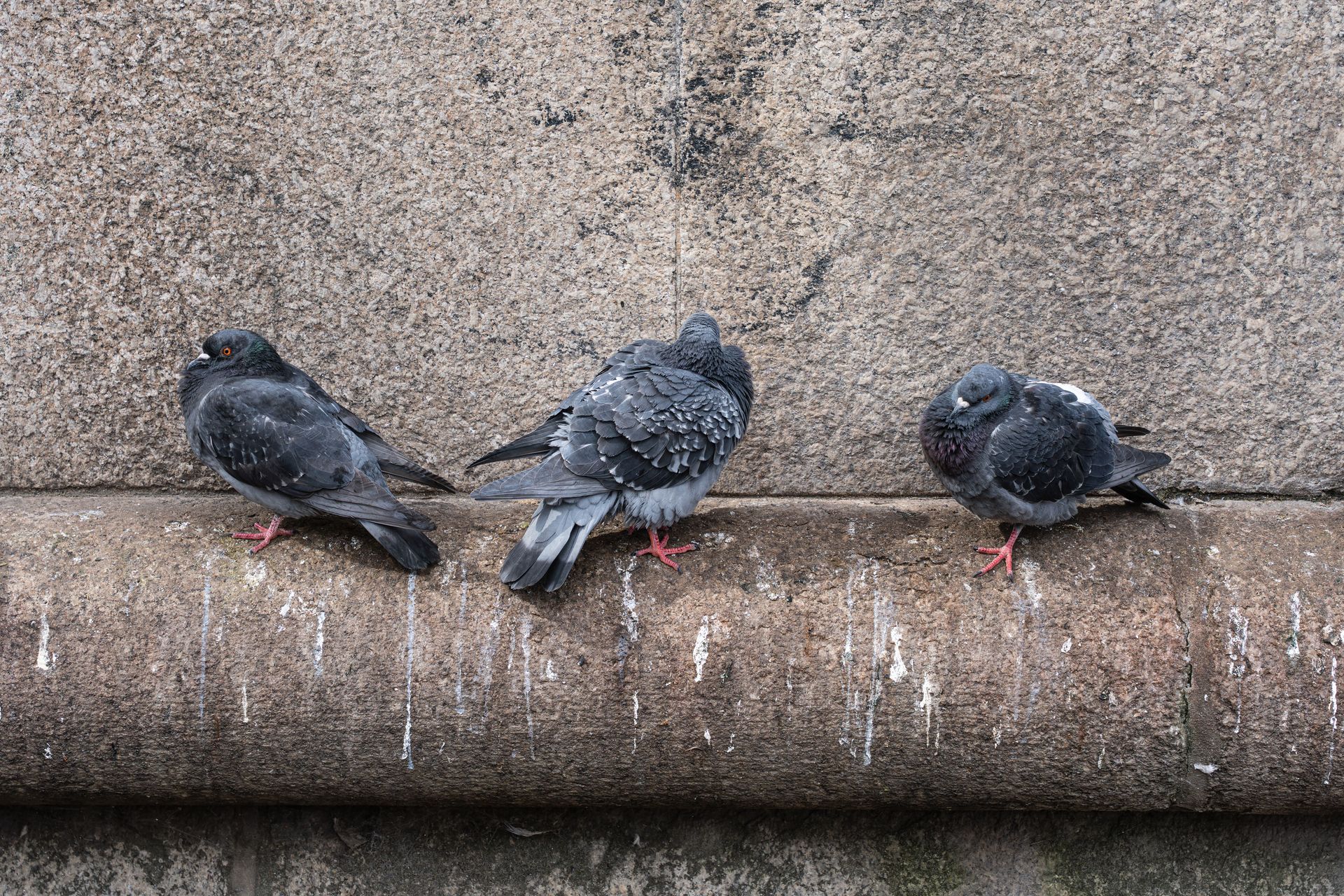 Trois pigeons noirs perchés sur un rebord de béton patiné, tacheté de blanc.