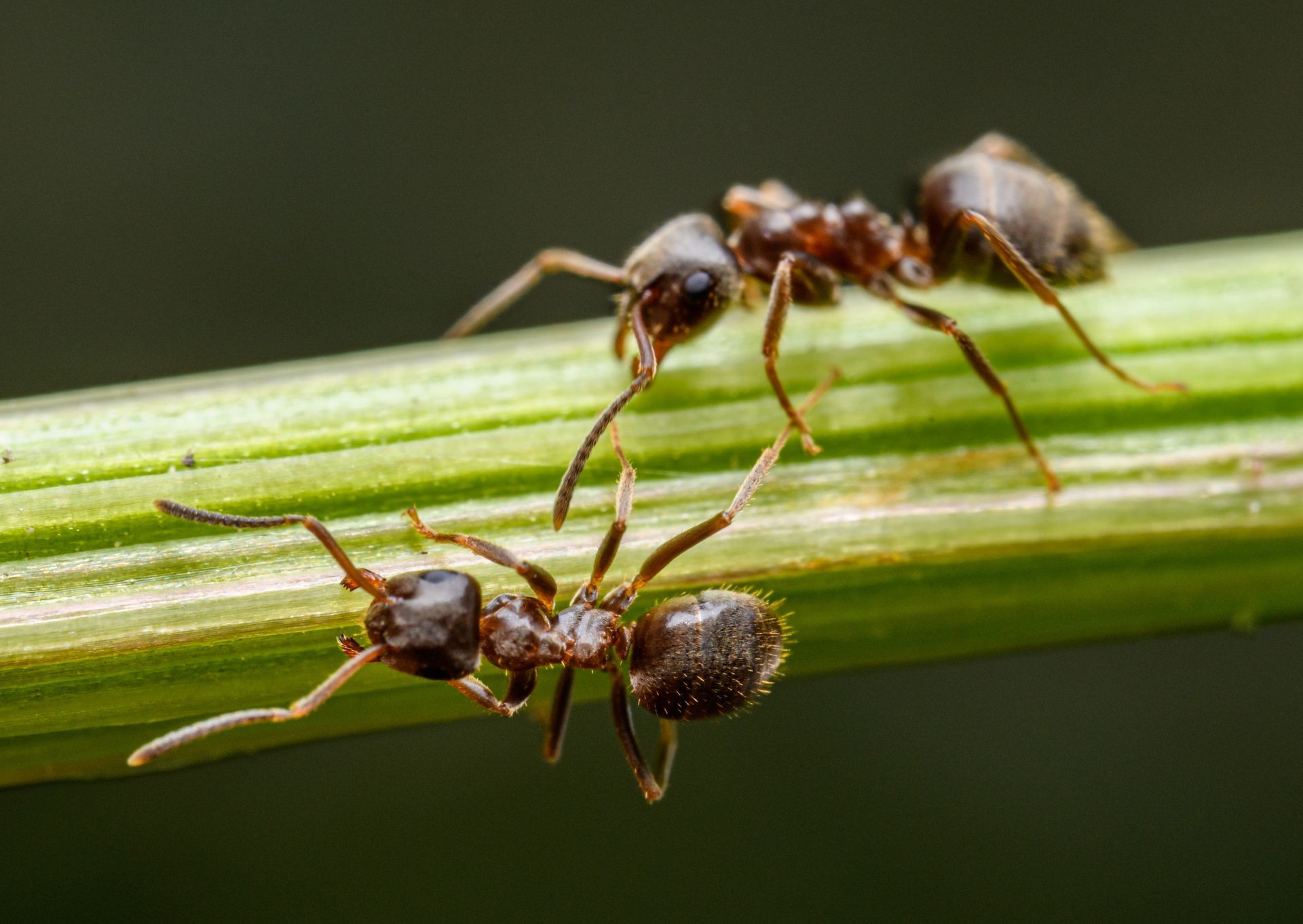 Deux fourmis brunes sur une tige verte, l'une touchant l'autre avec ses antennes.