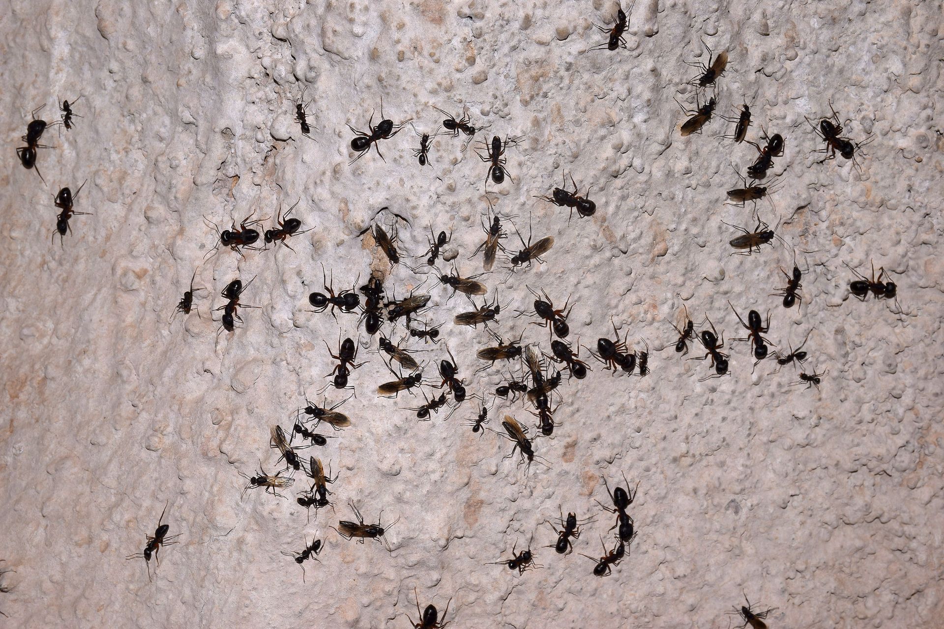 Un essaim de fourmis noires rampant sur une surface texturée gris clair.