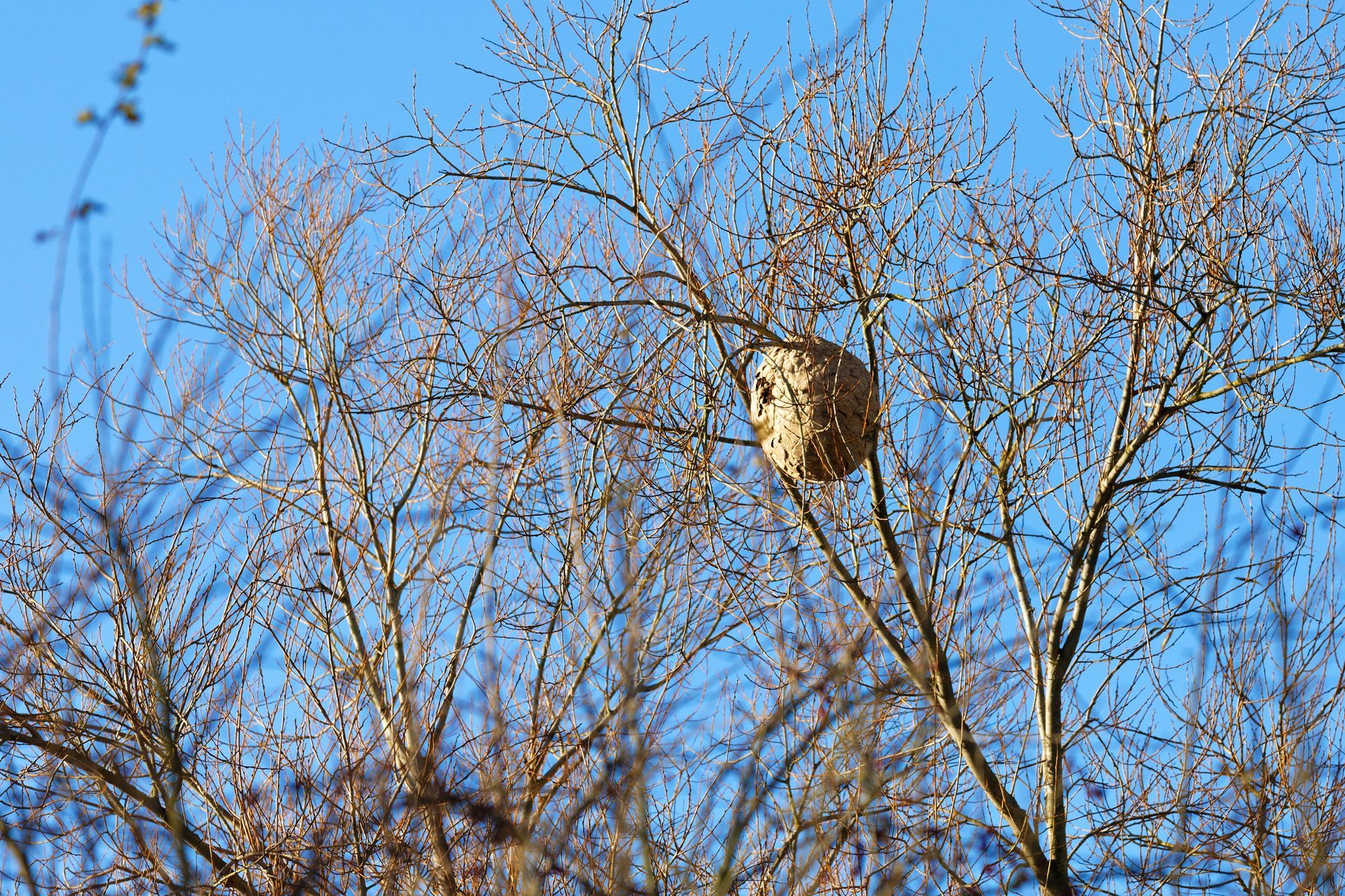 Nid de guêpes niché dans un arbre, contre un ciel bleu clair.