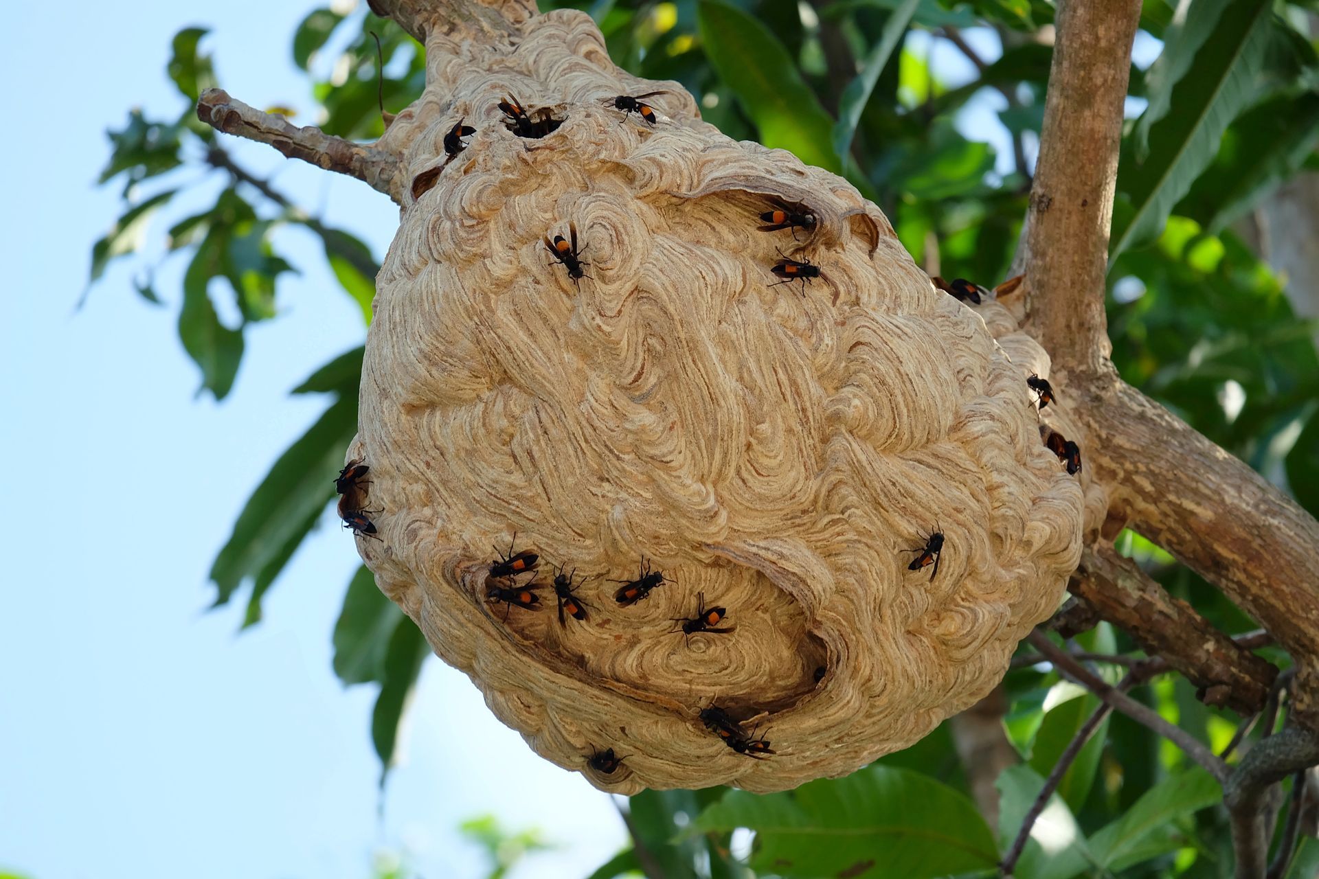 Nid de guêpes suspendu à une branche d'arbre avec plusieurs guêpes visibles.