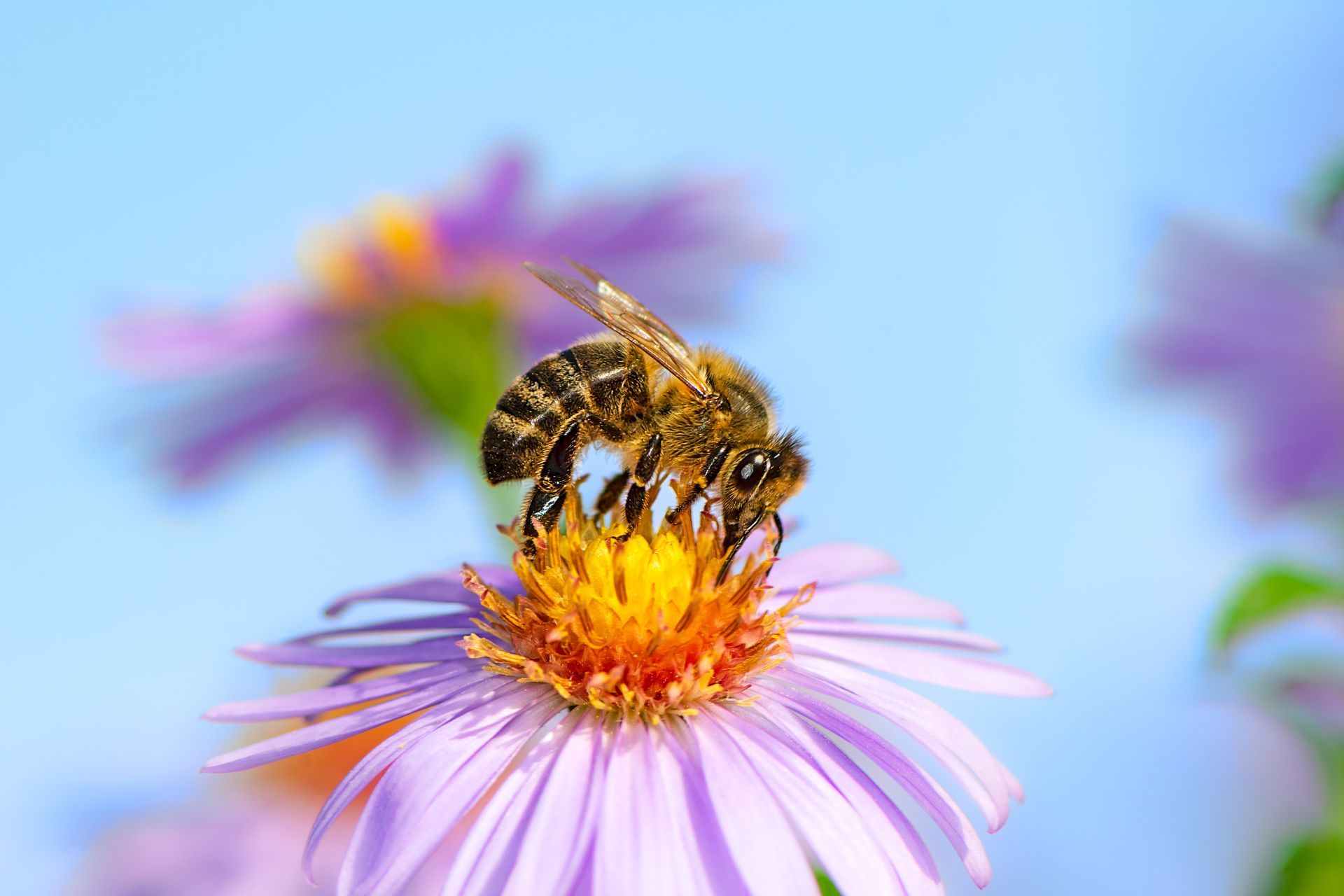 Abeille butinant une fleur violette. Ciel bleu en arrière-plan.