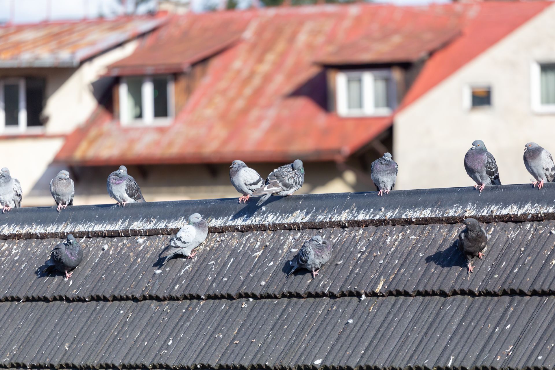 Pigeons perchés sur un toit patiné avec des bâtiments en arrière-plan.