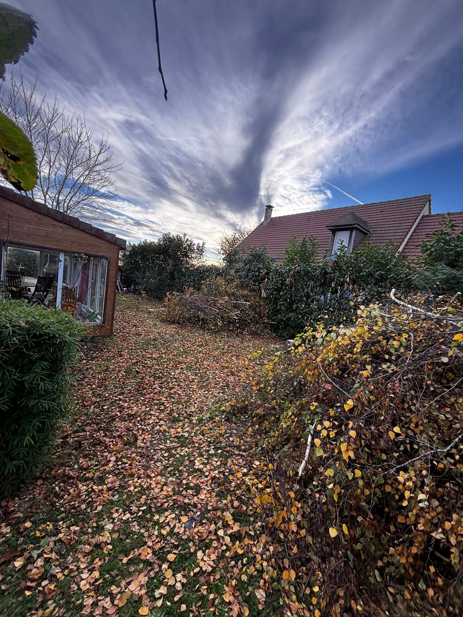Scène de jardin avec des feuilles mortes, des arbustes et une maison.