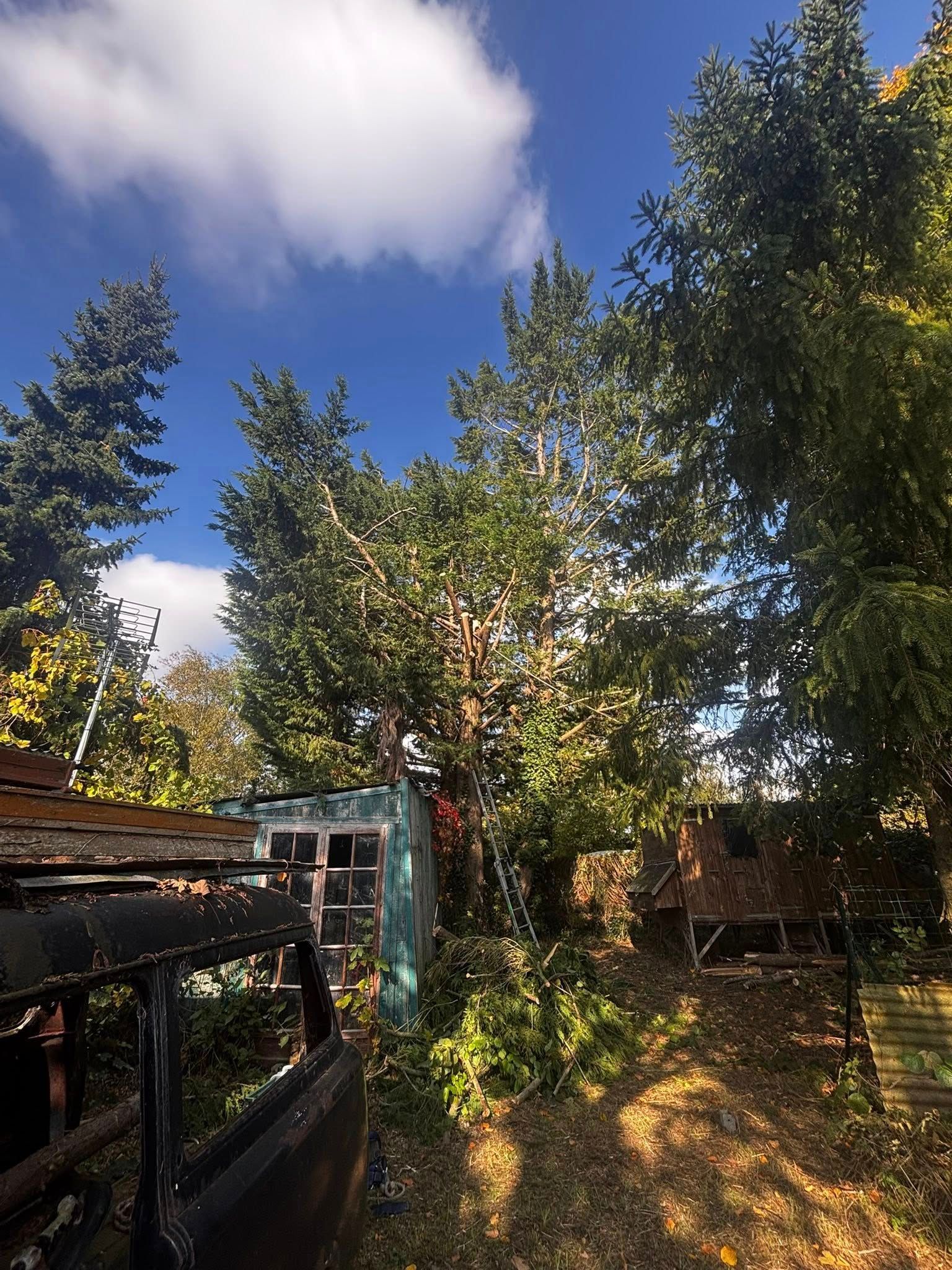 Cour envahie par la végétation, avec des arbres et des structures délabrées.
