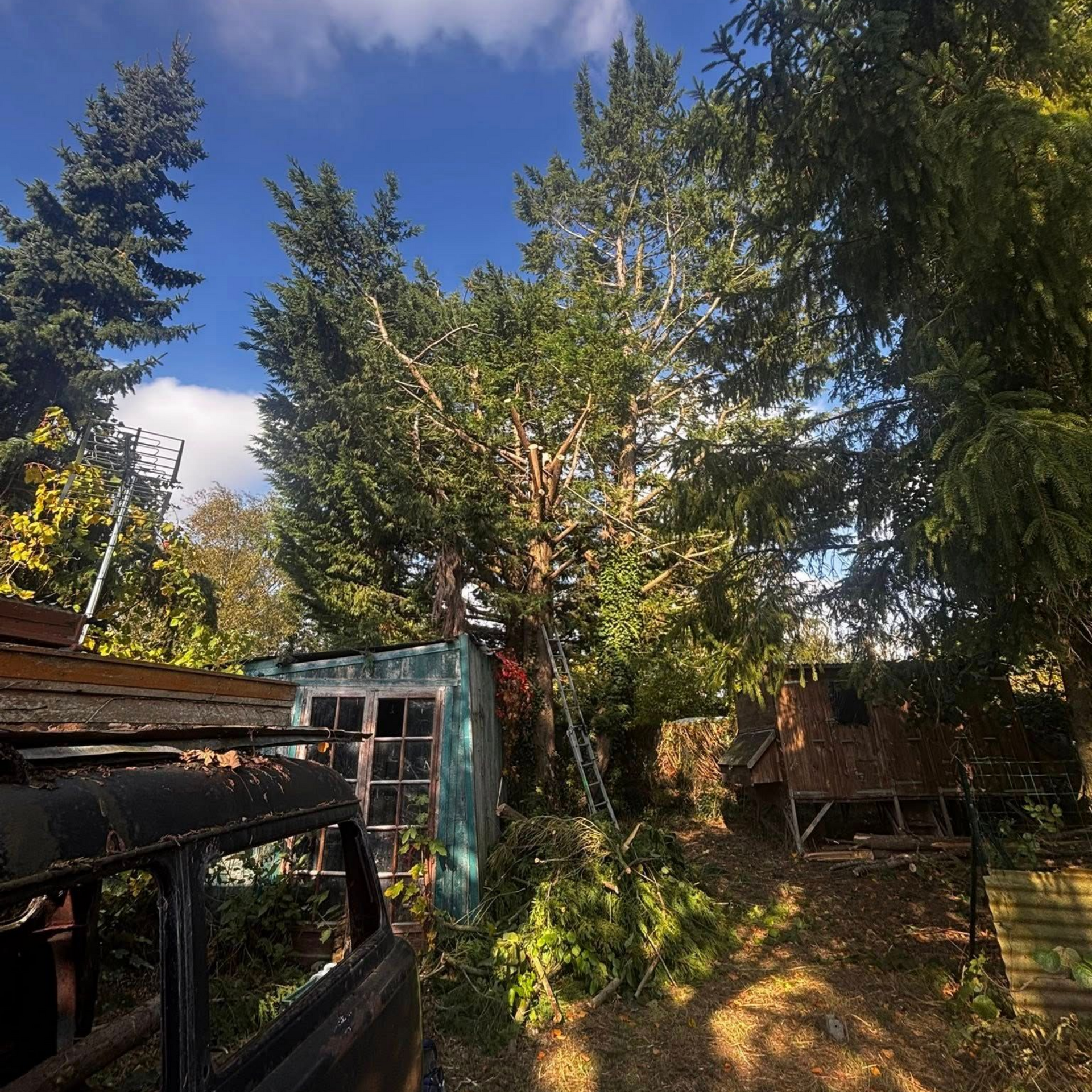 Cour arrière envahie par la végétation, avec des arbres, un abri de jardin et la carcasse rouillée d'un véhicule.