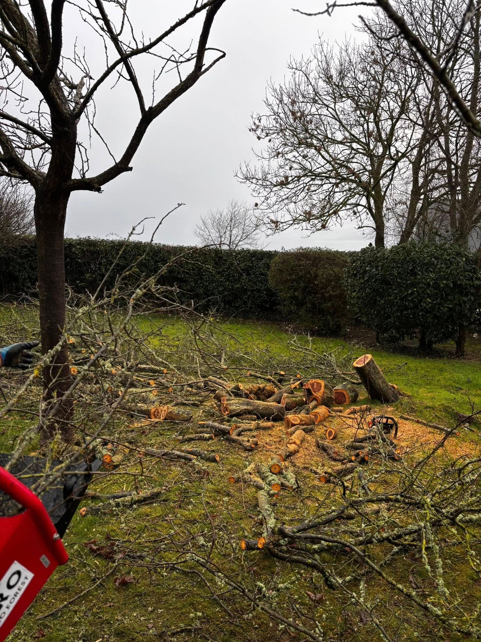 Jardin avec des branches d'arbre coupées et une souche.
