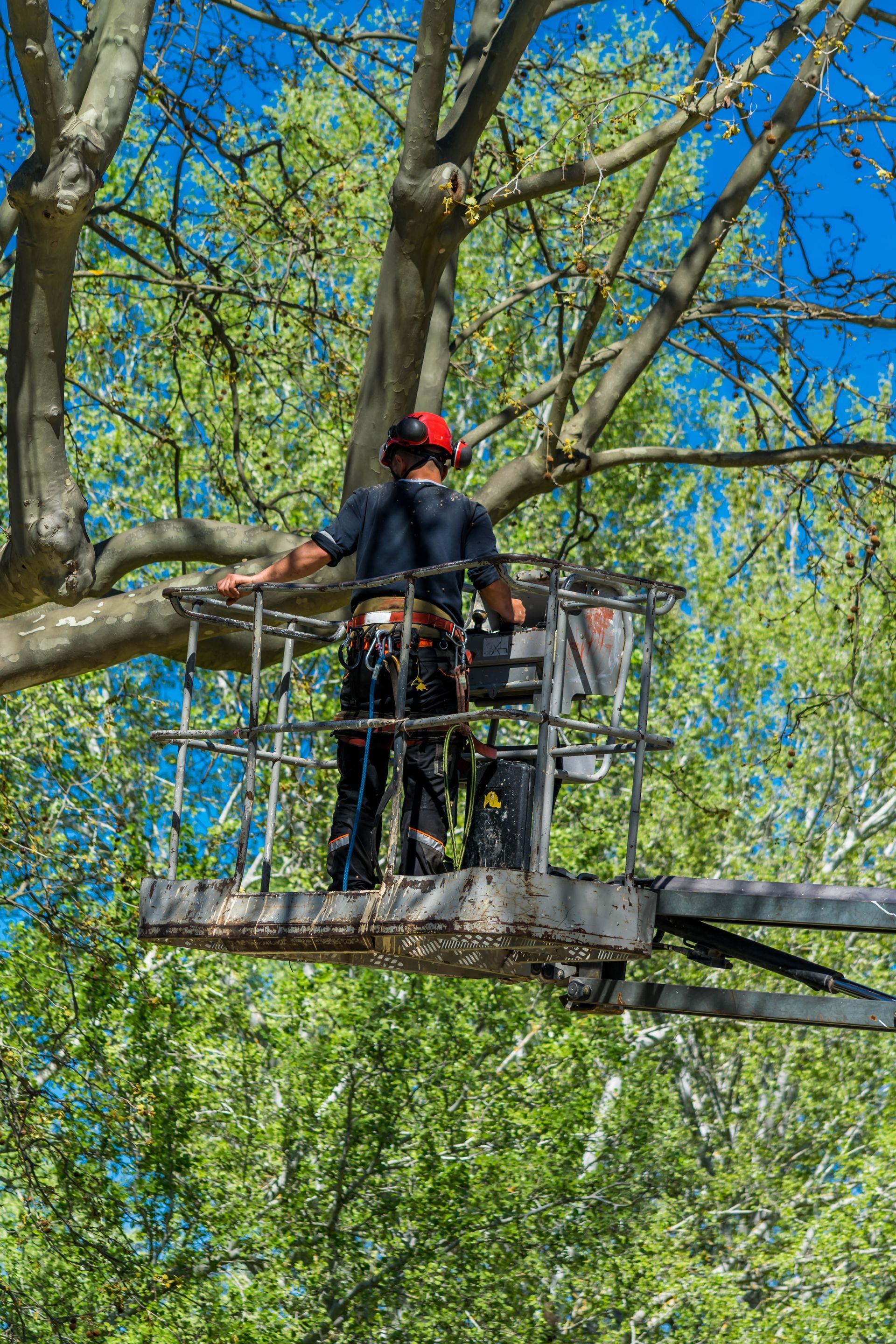 Arboriste en train d'élaguer un arbre depuis une nacelle ; portant un équipement de sécurité.