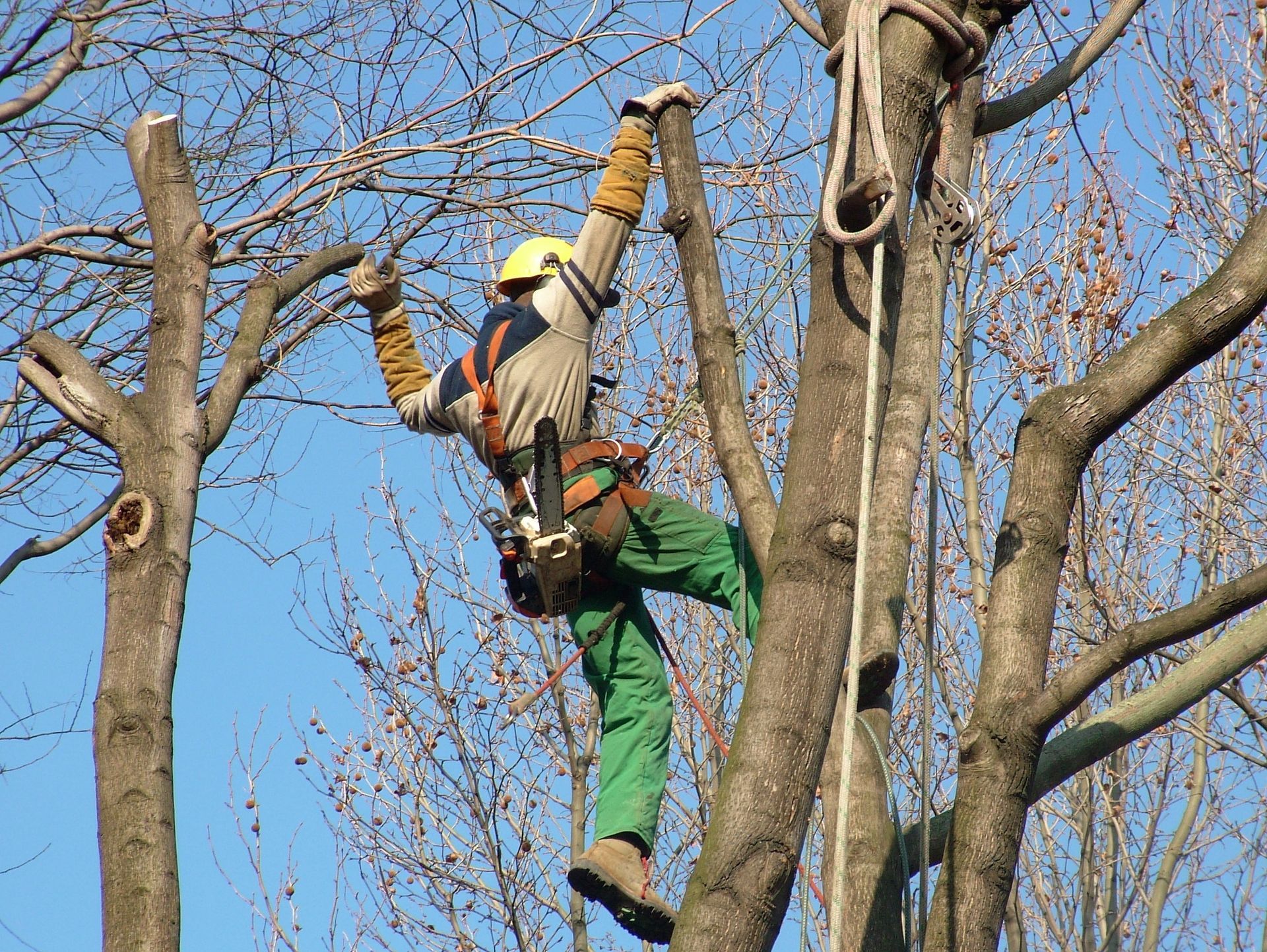 Arboriste dans un arbre, portant un casque de chantier, coupant des branches avec une tronçonneuse.