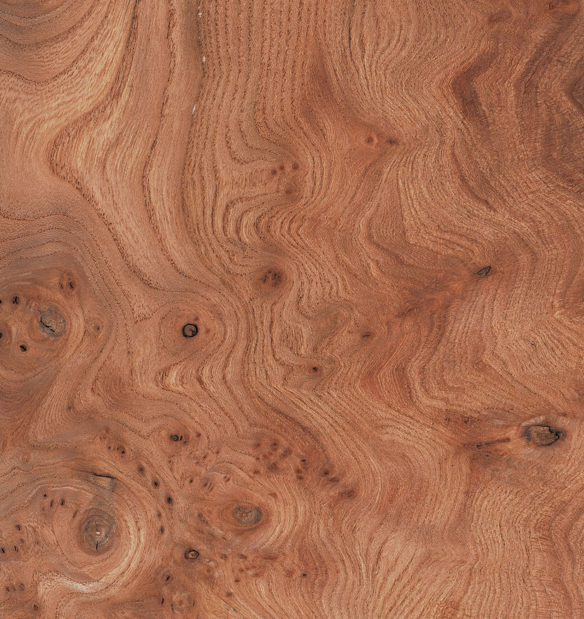 Gros plan d'une planche en bois d'orme