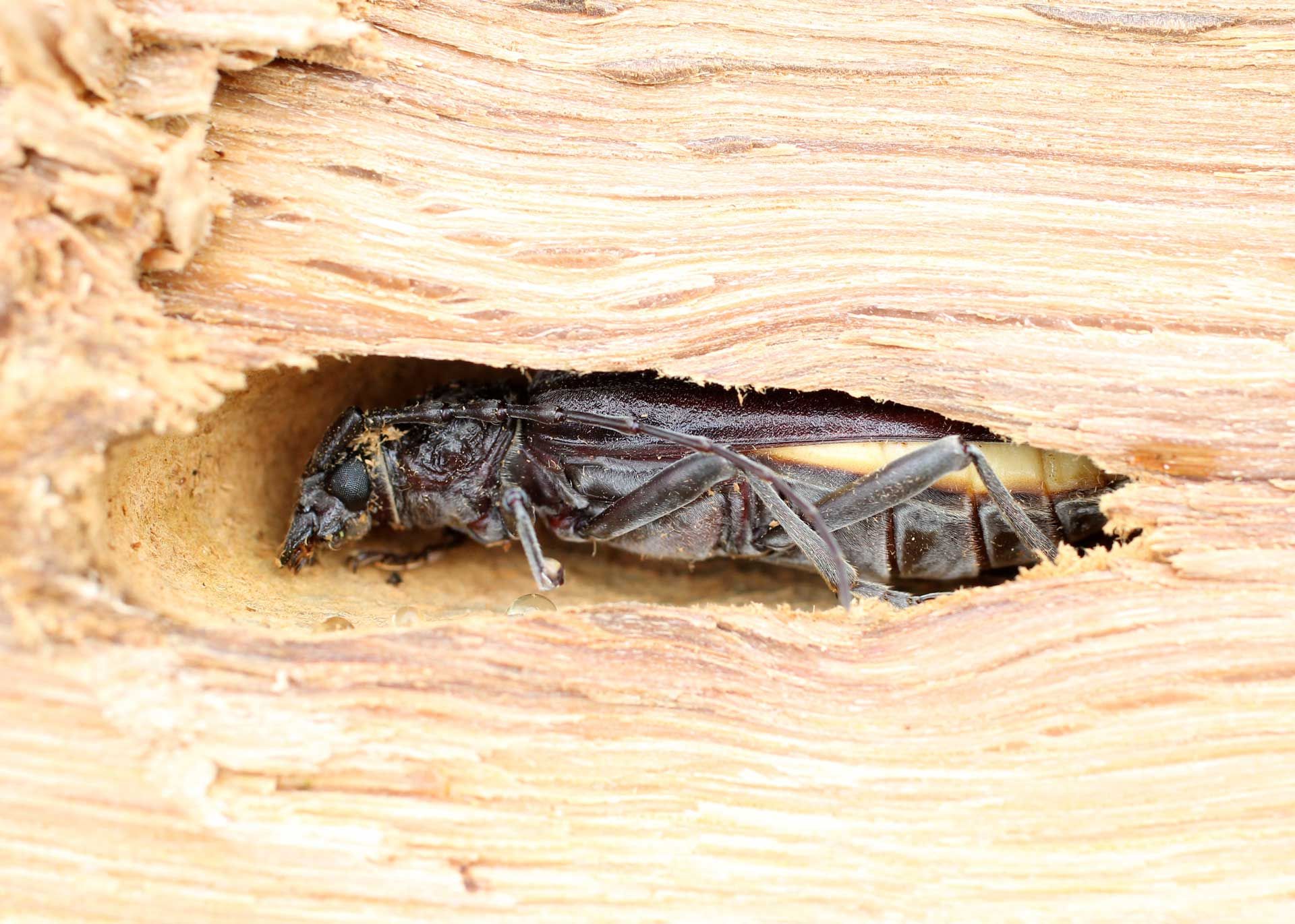 Un insecte xylophage dans du bois