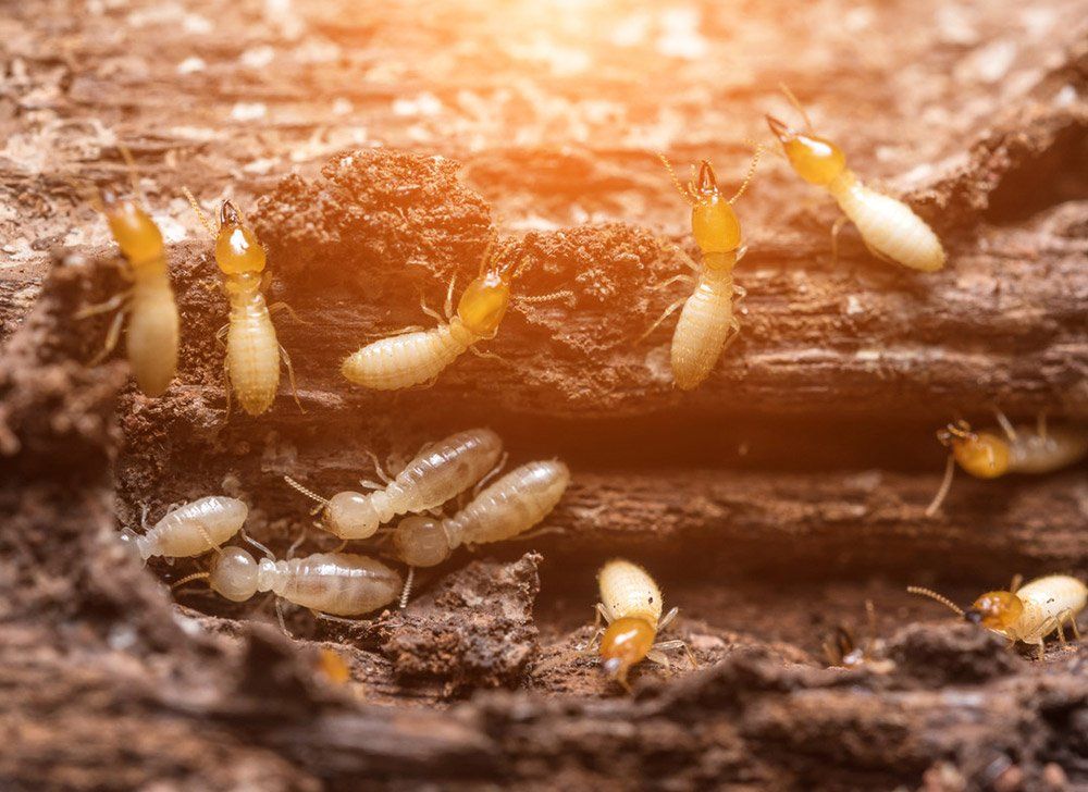 Termites qui mangent le bois