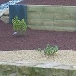 Travaux paysagers réalisés avec Les Jardins de l'Avenir près de Rennes