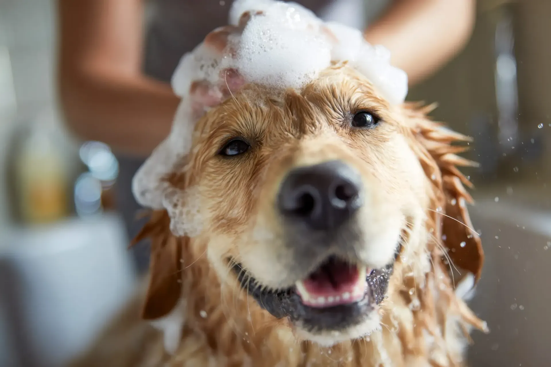Perro con espuma de jabón en la cabeza durante el baño, con aspecto feliz y mojado dentro de casa.