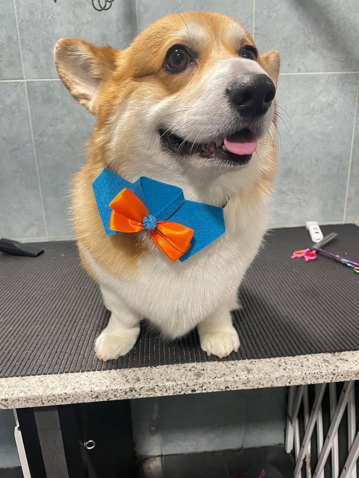 Corgi con pajarita azul con detalles naranjas, sentado en una mesa de peluquería y jadeando feliz.