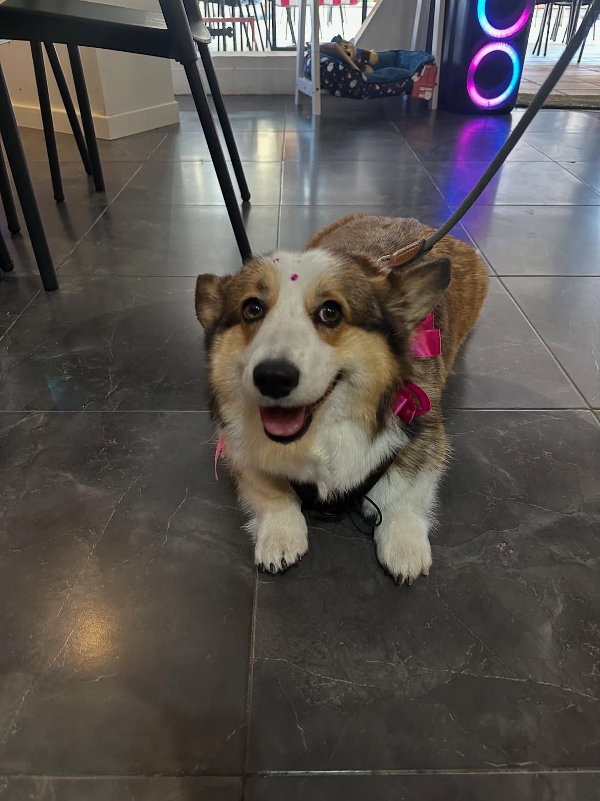 Un perrito pequeño, de color marrón y blanco, con una pajarita rosa, está sentado en un suelo de baldosas