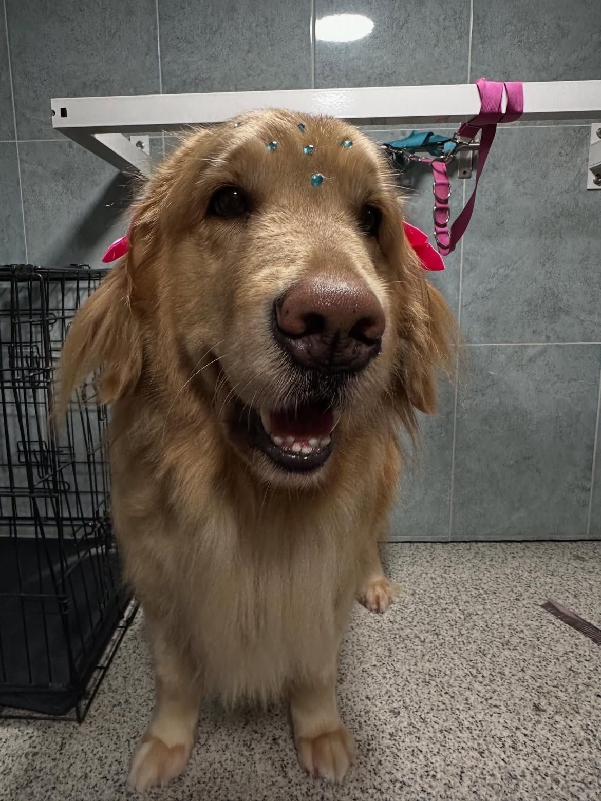 Un golden retriever de pie sobre una mesa de peluquería con una correa rosa, mirando a la cámara y sonriendo.