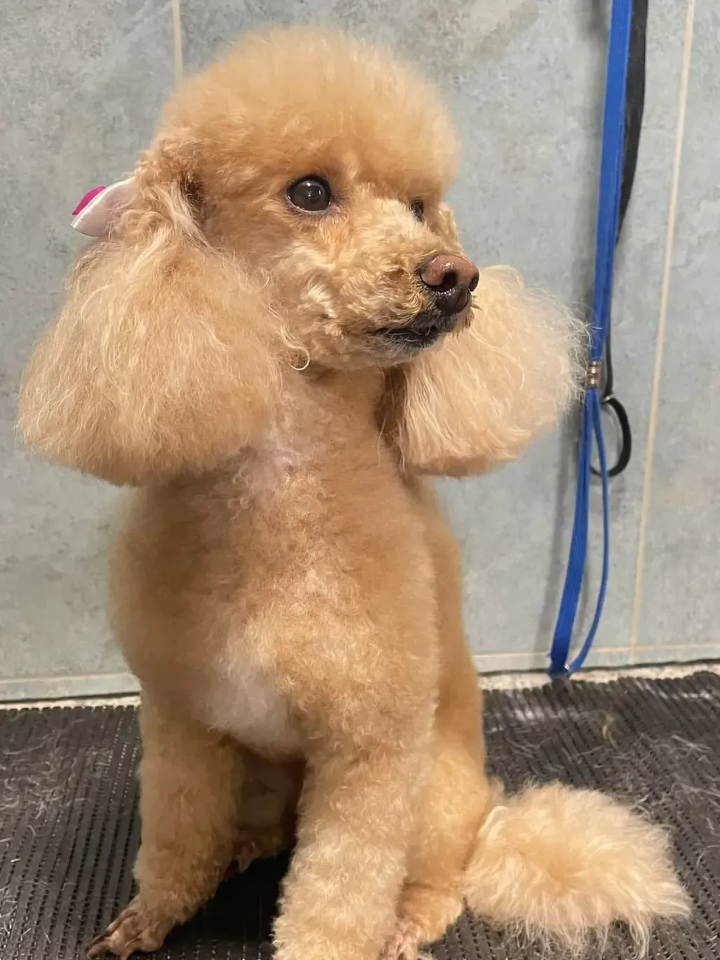 Un caniche color albaricoque sentado en una mesa de peluquería, con orejas y cola esponjosas, mirando hacia un lado.