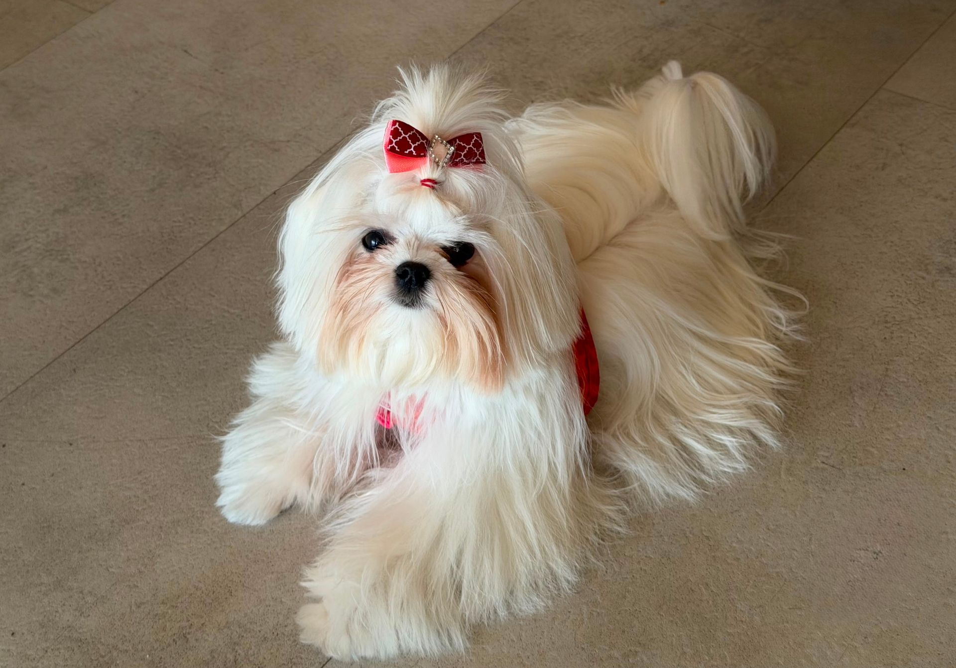 Perro blanco tumbado sobre una alfombra estampada en el interior de la casa, con puntos rosas en la cabeza.