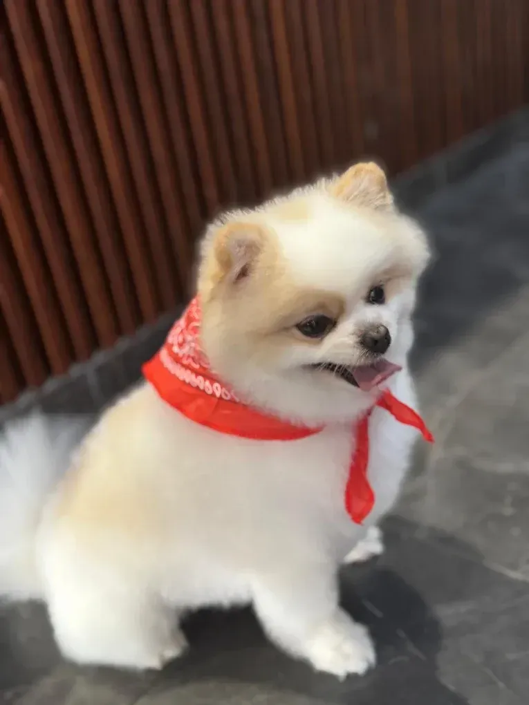 Un perrito pequeño, blanco y peludo, con un pañuelo rojo, está sentado en un suelo gris junto a una pared de madera.