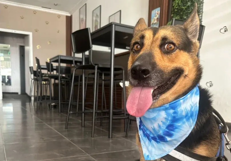 Un perro marrón y negro, con un pañuelo azul, jadeaba dentro de casa sobre un suelo de baldosas cerca de una mesa de comedor.