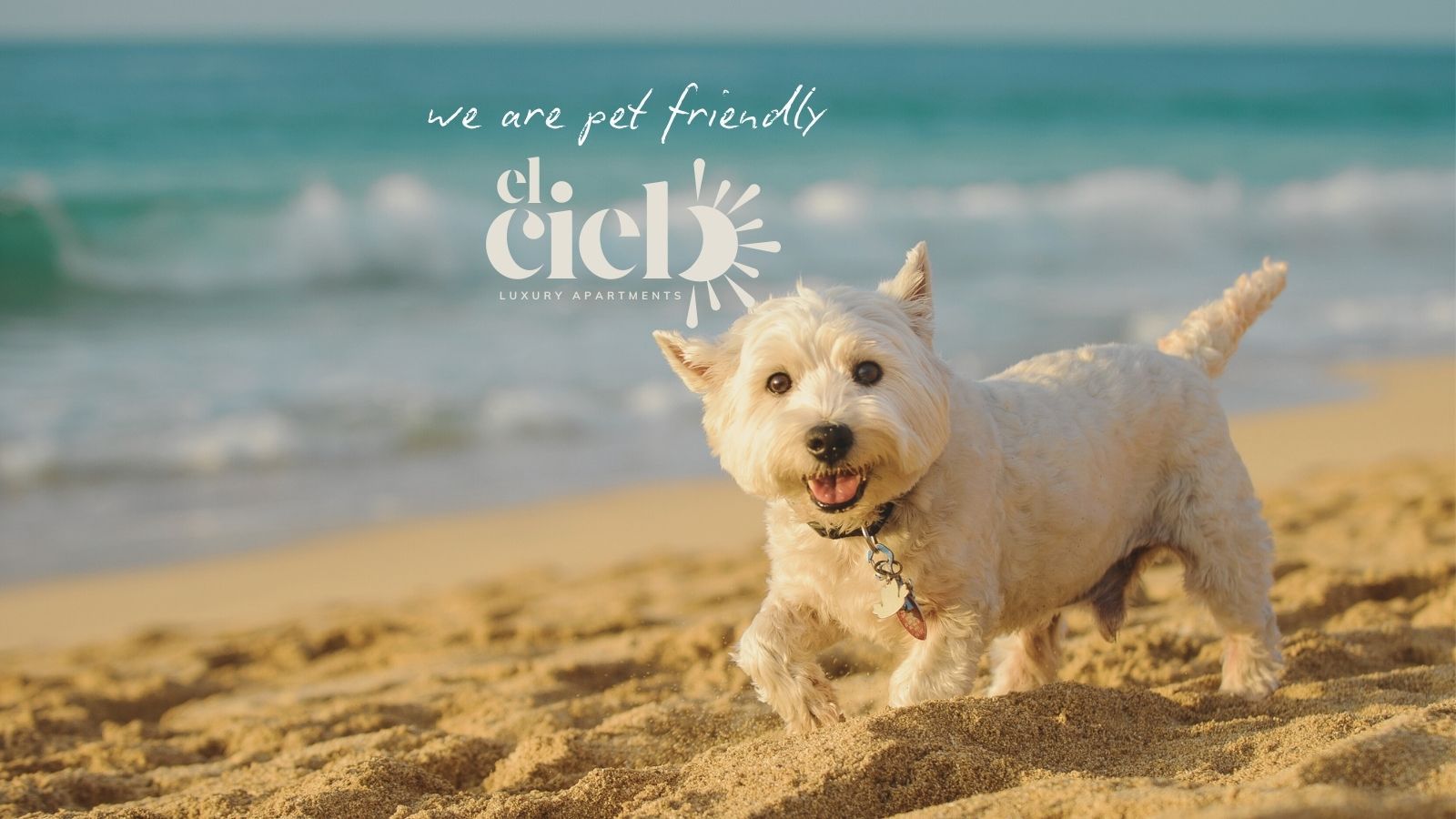 White dog on a sandy beach by the ocean. Text: "we are pet friendly".