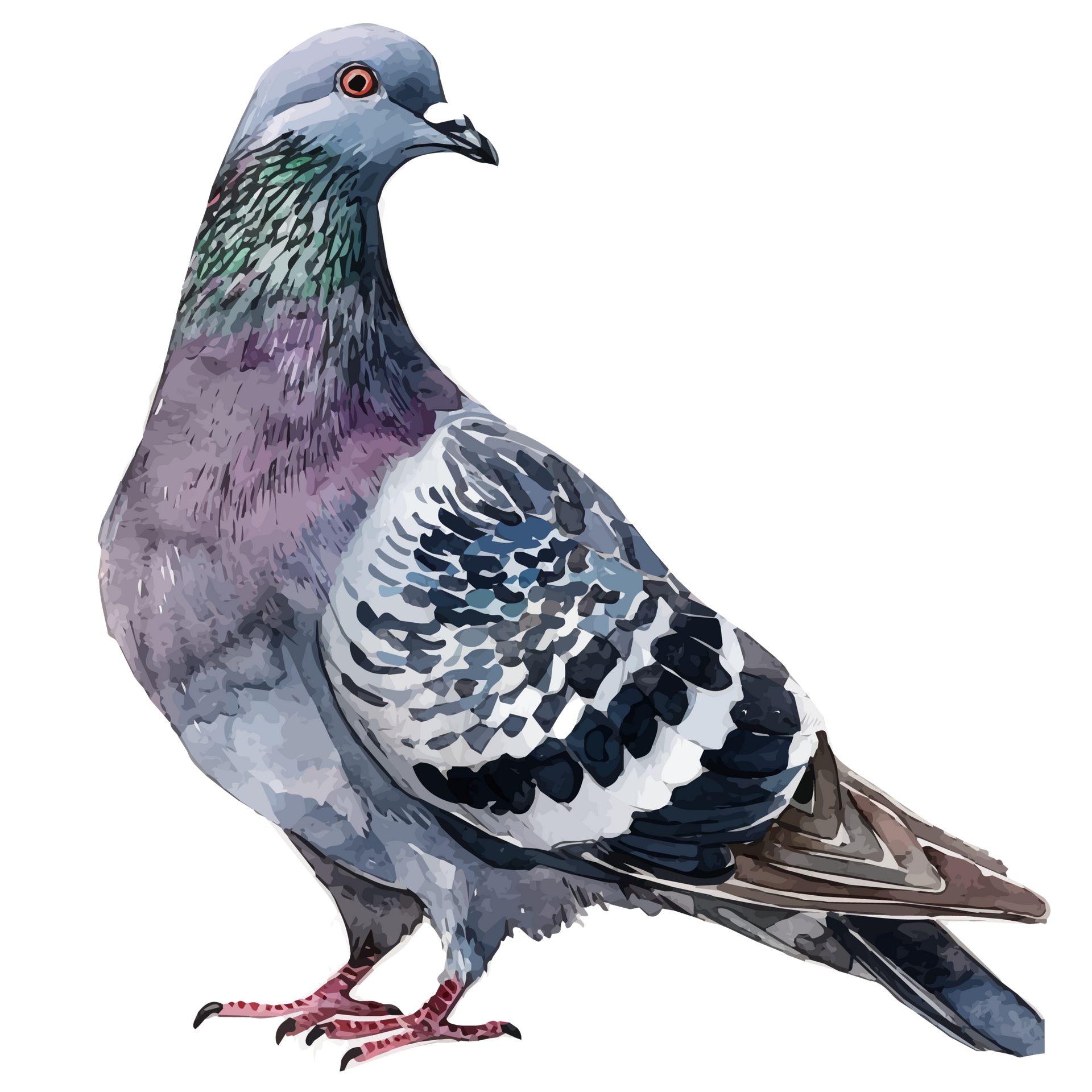 Illustration d'un pigeon