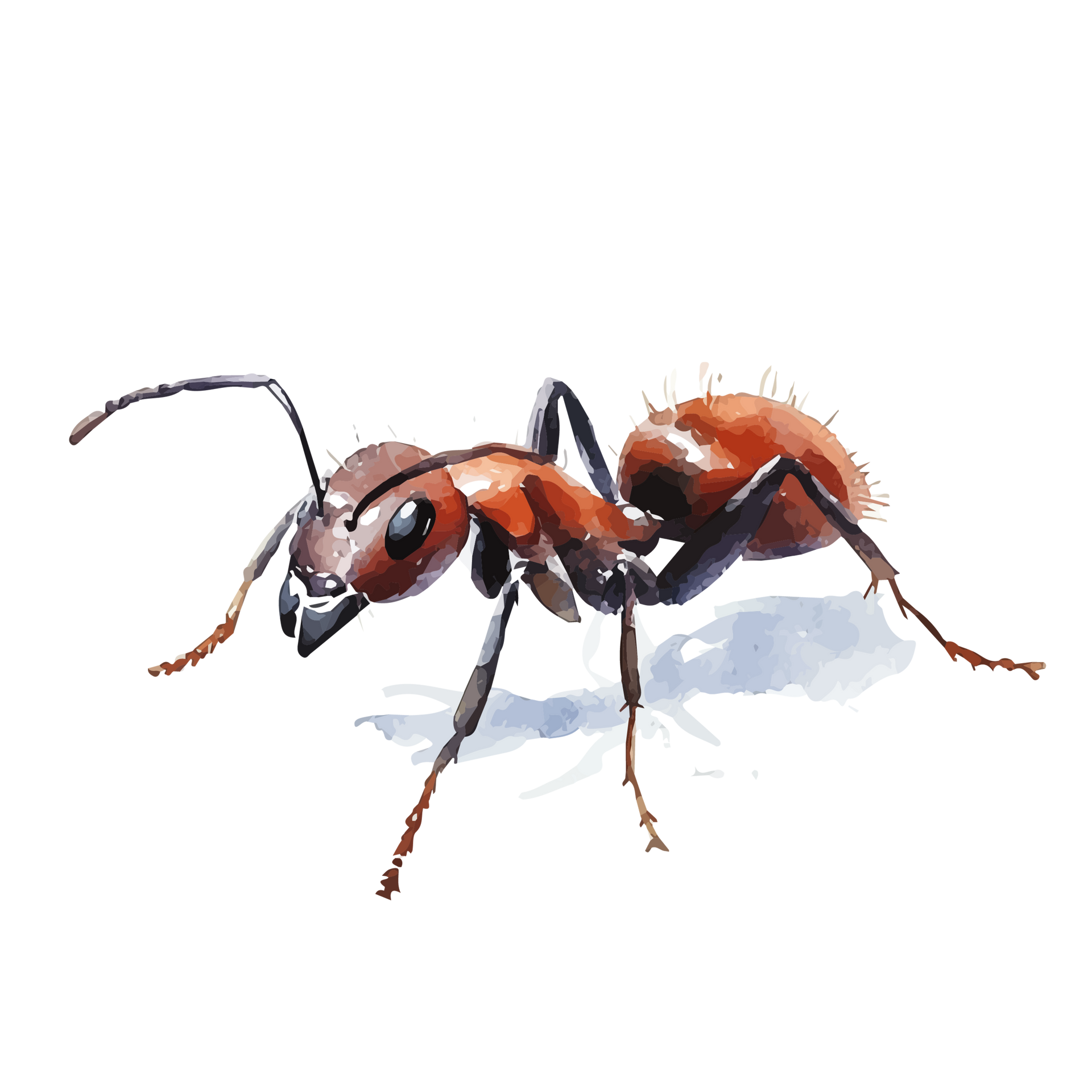 Illustration d'une fourmi