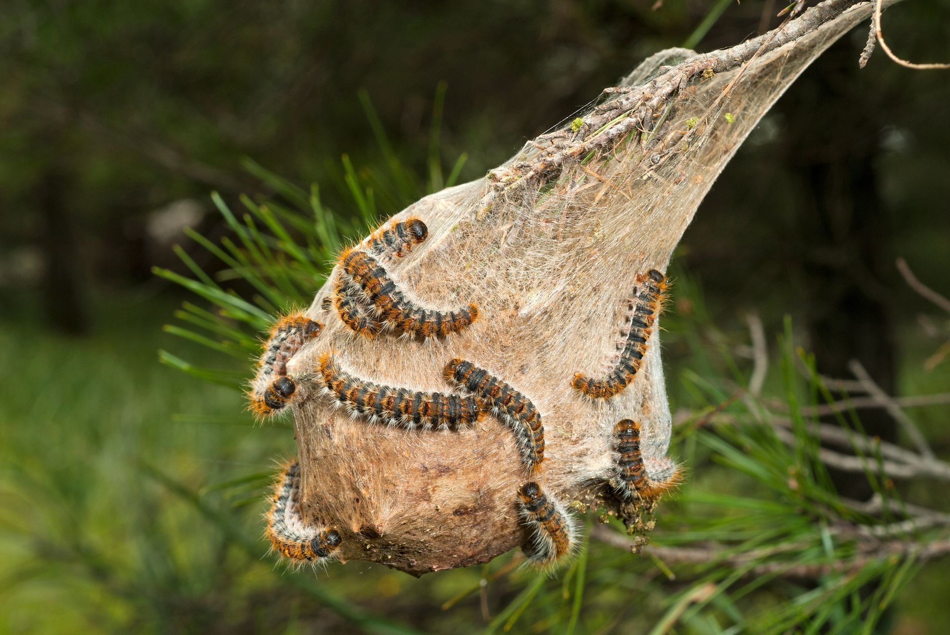 Nid de chenilles processionnaires