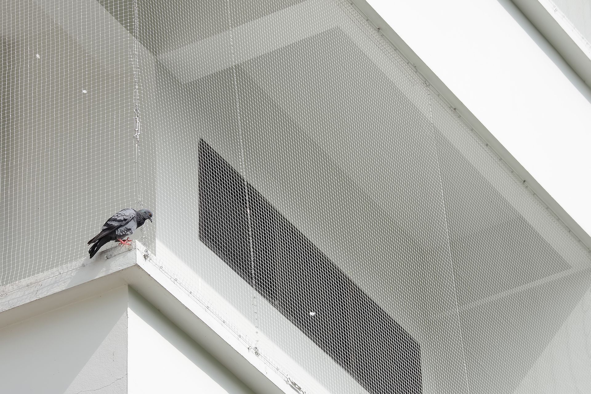 Gros plan d'un pigeon se reposant sur le balcon avec un filet pour empêcher les oiseaux de vivre sur le balcon