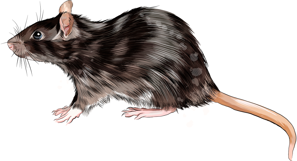 Illustration d'un rat