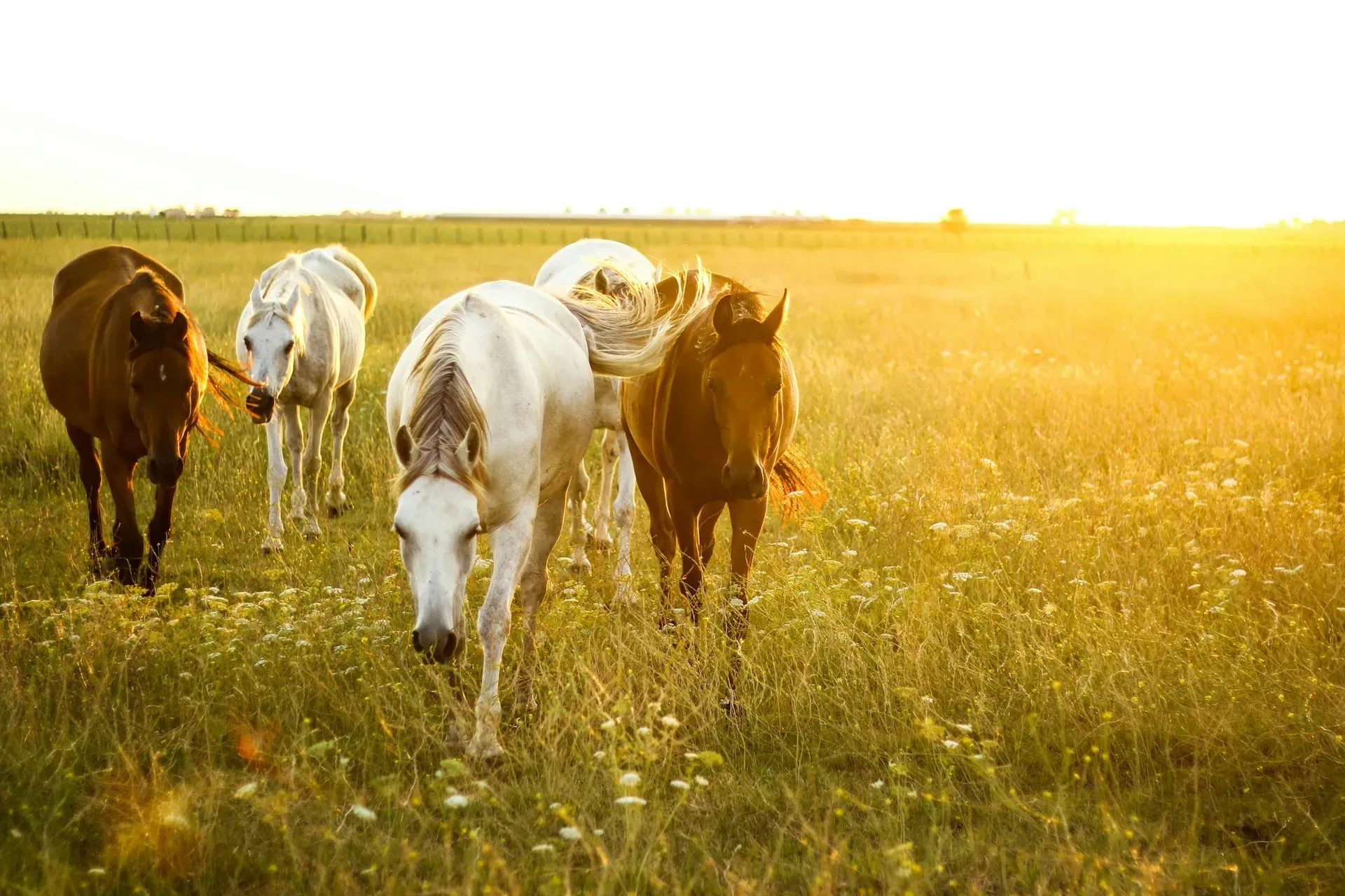 Five horses graze in a sunny field at sunset.