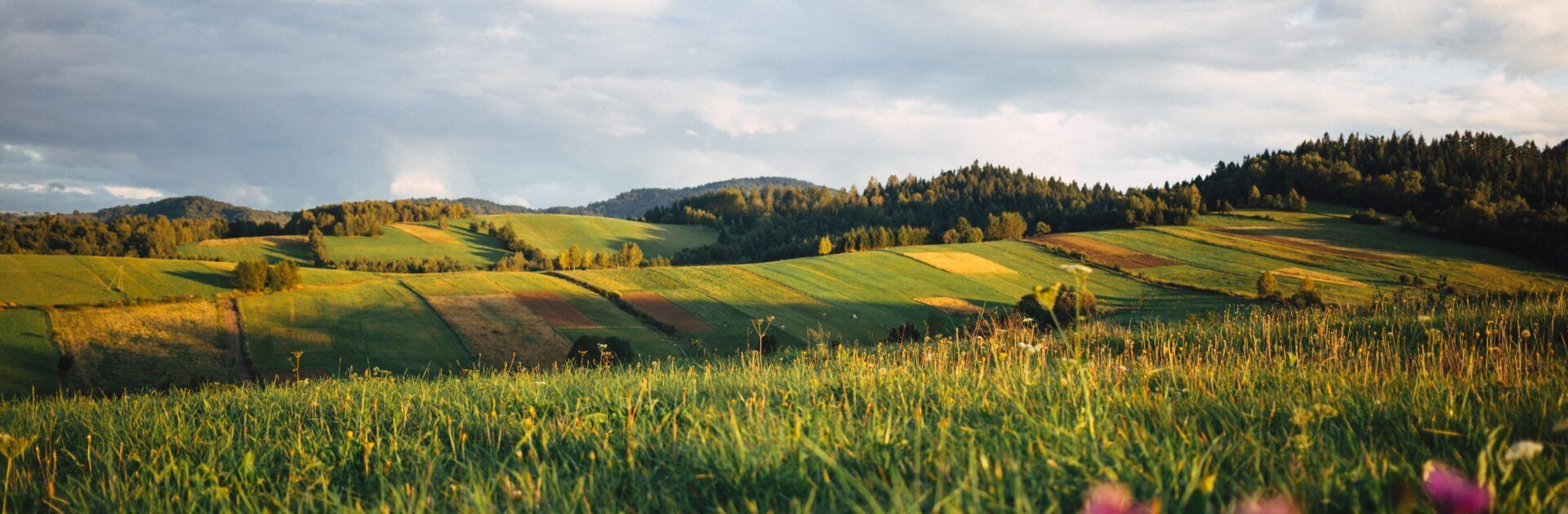 Bujne zielone pole z górami w tle i tęczą na niebie.