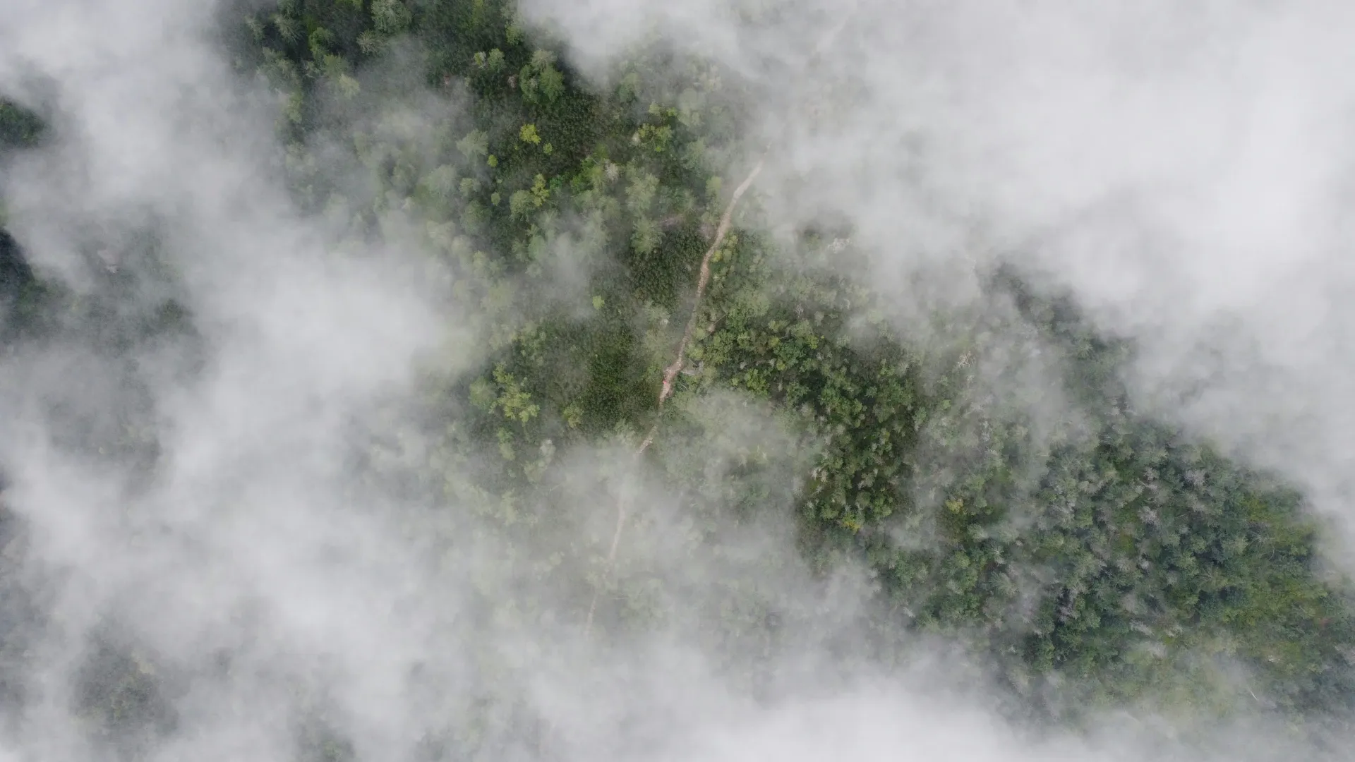 Widok z lotu ptaka na pokryty chmurami las z krętą ścieżką.