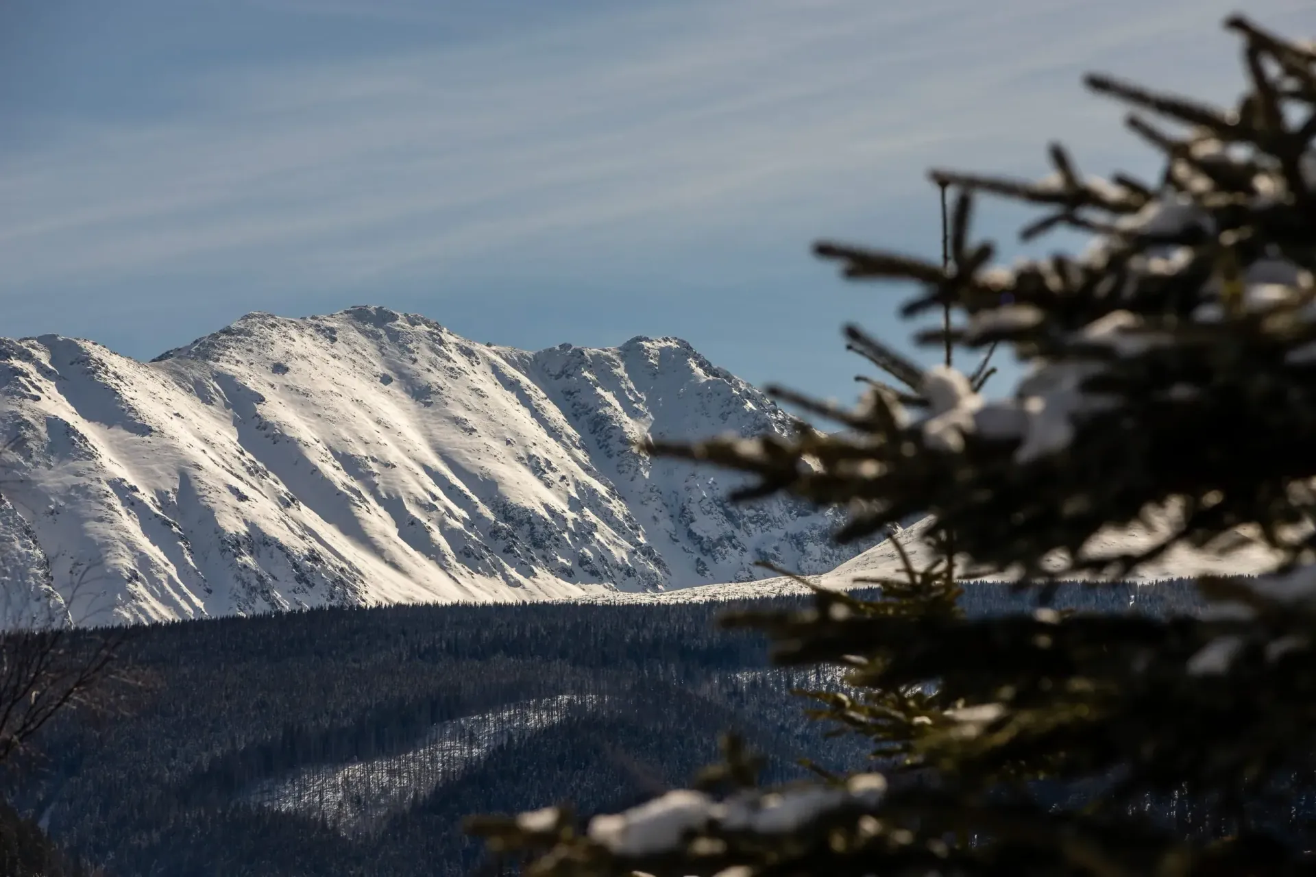 Snow-covered mountain range in sunlight, seen through evergreen tree branches.