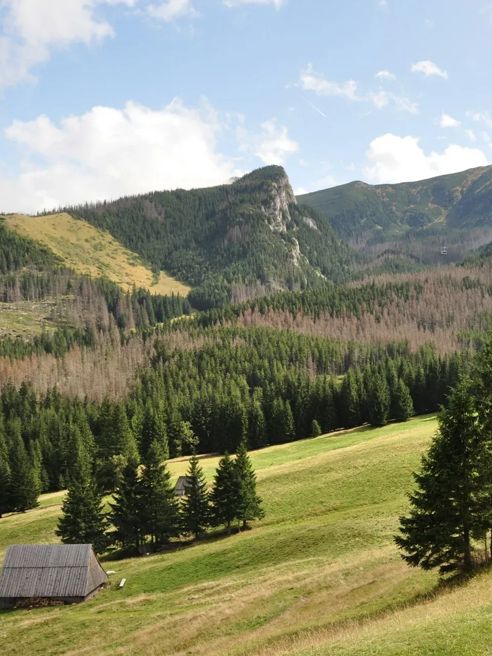 Green mountain slope with scattered trees and a mountain range in the background.
