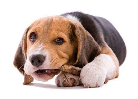 Un cachorro de beagle está masticando un hueso sobre un fondo blanco.