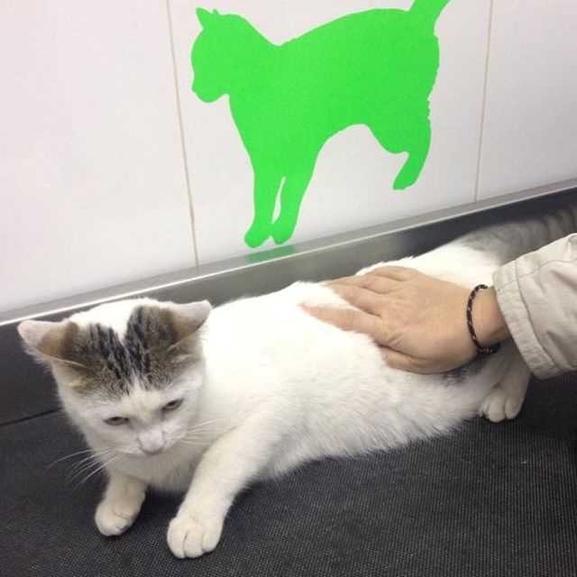 Una persona acariciando a un gato blanco con una silueta de gato verde en el fondo.