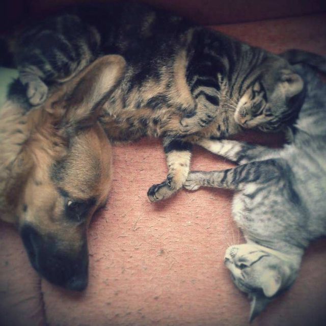 Un perro y dos gatos acostados en un sofá