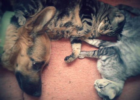 Un perro y dos gatos están acostados uno al lado del otro en el suelo.